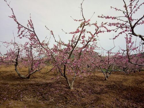 江苏省徐州市睢宁县桃园镇桃园村邮编是什么?桃园县区号多少-图1 江苏省徐州市睢宁县桃园镇桃园村邮编是什么?桃园县区号多少-图1