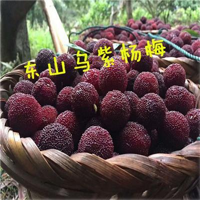 水果按地区分类?杨梅至廉江市要多少时间-图1 水果按地区分类?杨梅至廉江市要多少时间-图1