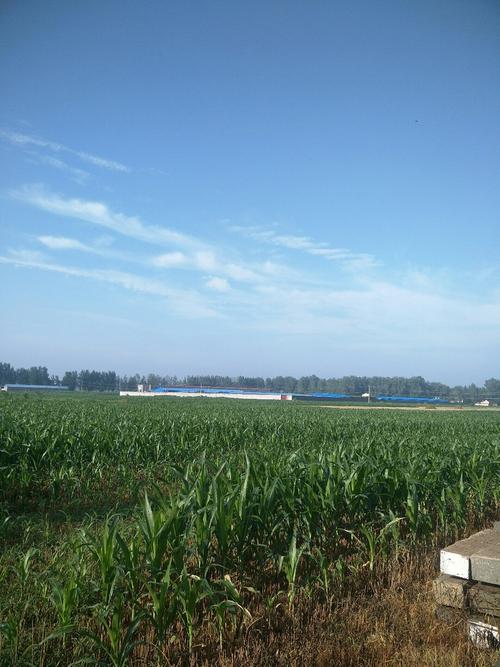 太康县是省直管县吗?周口太康县的玉米价格能达到多少度-图2 太康县是省直管县吗?周口太康县的玉米价格能达到多少度-图2