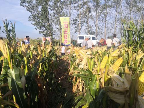 太康县是省直管县吗?周口太康县的玉米价格能达到多少度-图3 太康县是省直管县吗?周口太康县的玉米价格能达到多少度-图3