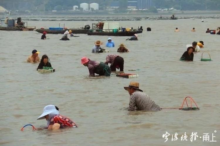 宁海薛岙码头赶海时间?北仑历史最低温度是多少-图1 宁海薛岙码头赶海时间?北仑历史最低温度是多少-图1