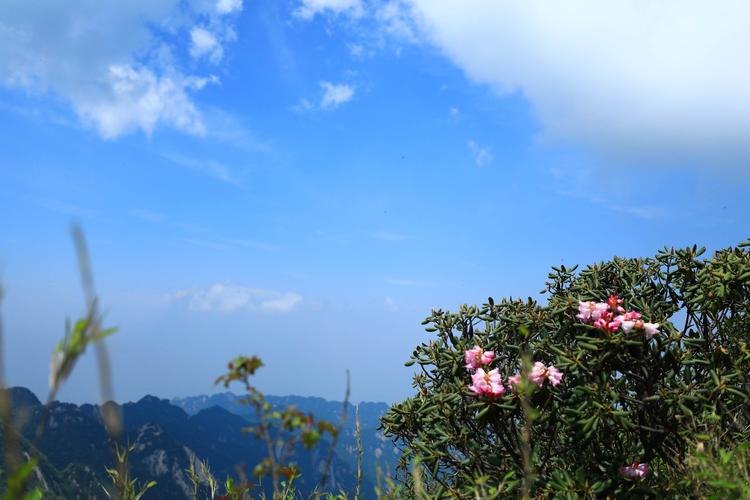 终南山杜鹃几月份开放?终南山现在气温多少度-图1 终南山杜鹃几月份开放?终南山现在气温多少度-图1