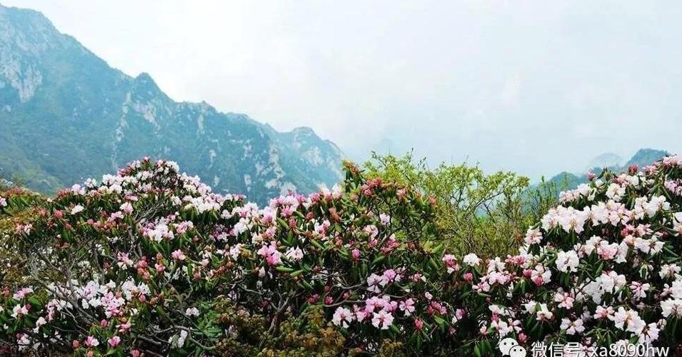 终南山杜鹃几月份开放?终南山现在气温多少度-图3 终南山杜鹃几月份开放?终南山现在气温多少度-图3