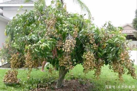 在广东龙眼什么时候种?深圳立春后气温大约多少度-图2 在广东龙眼什么时候种?深圳立春后气温大约多少度-图2
