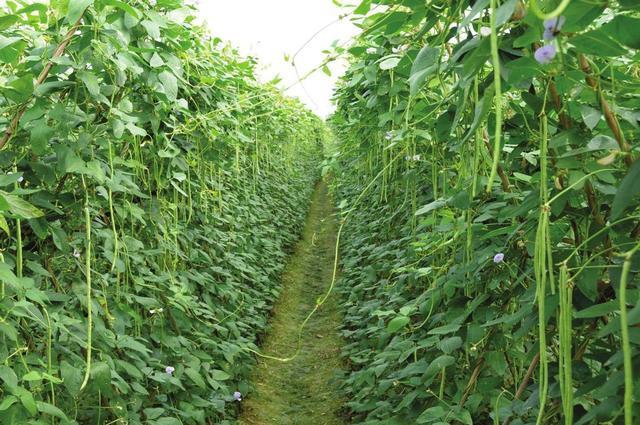 河南种豆角几月份最好?郑州一般立春以后都多少度-图2 河南种豆角几月份最好?郑州一般立春以后都多少度-图2