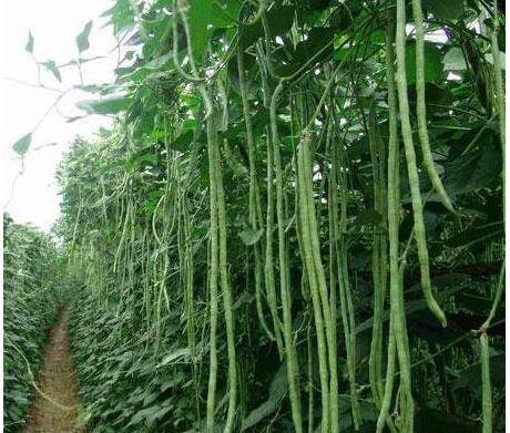 河南种豆角几月份最好?郑州一般立春以后都多少度-图3 河南种豆角几月份最好?郑州一般立春以后都多少度-图3