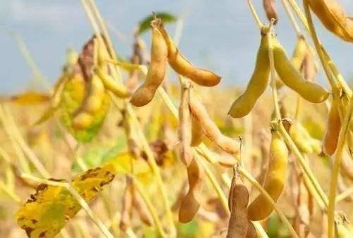江苏中熟黄豆一般什么时候种植?江苏3月气温大概在多少度-图1 江苏中熟黄豆一般什么时候种植?江苏3月气温大概在多少度-图1