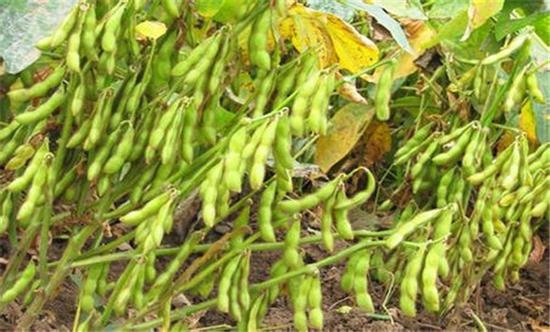 江苏中熟黄豆一般什么时候种植?江苏3月气温大概在多少度-图3 江苏中熟黄豆一般什么时候种植?江苏3月气温大概在多少度-图3