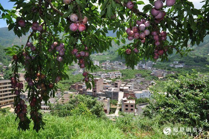 三华李适合南方种植的地方?钱排镇今天的气温是多少度-图1 三华李适合南方种植的地方?钱排镇今天的气温是多少度-图1