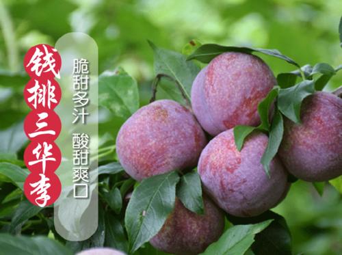 三华李适合南方种植的地方?钱排镇今天的气温是多少度-图2 三华李适合南方种植的地方?钱排镇今天的气温是多少度-图2