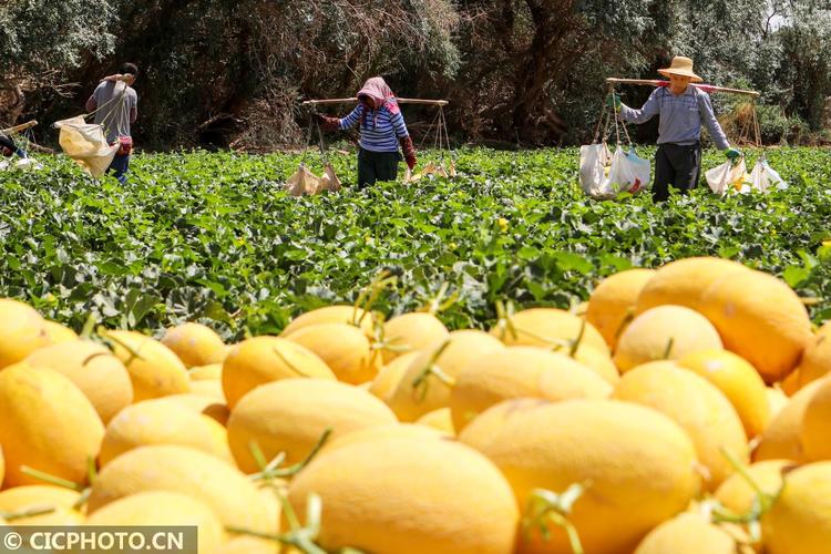 哈密瓜的生长习性?新疆哈密有效积温多少-图3 哈密瓜的生长习性?新疆哈密有效积温多少-图3