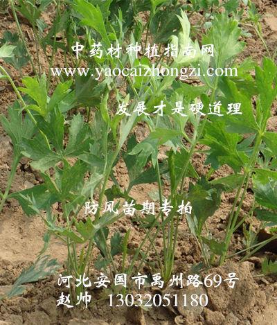 药材防风种植步骤?草原需要降水多少才能生长-图2 药材防风种植步骤?草原需要降水多少才能生长-图2