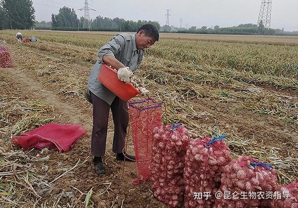 永年大蒜冬季生芽吗?永年冬季最低温度多少du-图2 永年大蒜冬季生芽吗?永年冬季最低温度多少du-图2