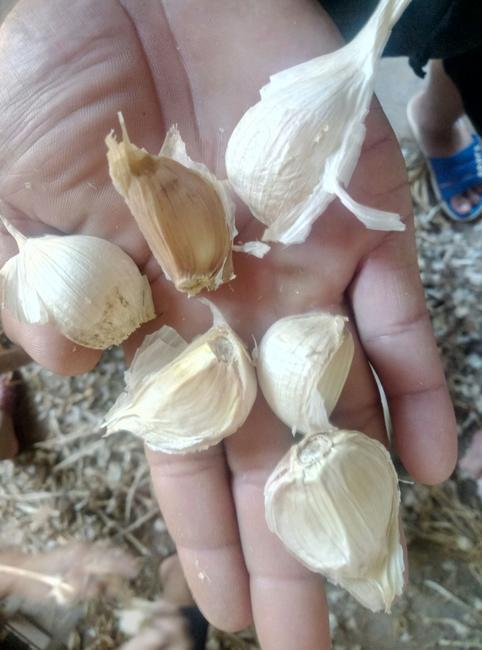 永年大蒜冬季生芽吗?永年冬季最低温度多少du-图3 永年大蒜冬季生芽吗?永年冬季最低温度多少du-图3
