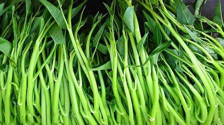 空心菜冬天可以放家里吗?空心菜适合多少度天气-图2 空心菜冬天可以放家里吗?空心菜适合多少度天气-图2