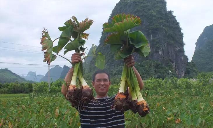 荔浦芋头的生长周期与生长温度?荔浦历史最低温度是多少-图3 荔浦芋头的生长周期与生长温度?荔浦历史最低温度是多少-图3
