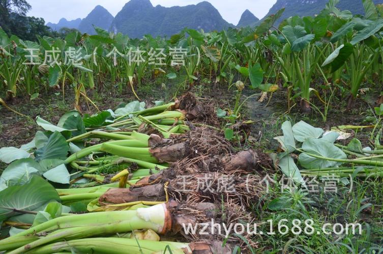 荔浦芋头的生长周期与生长温度?荔浦历史最低温度是多少-图1 荔浦芋头的生长周期与生长温度?荔浦历史最低温度是多少-图1