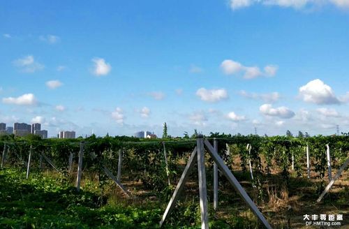 百香果在江西丰城种植会结果吗?江西丰城市室内温度多少合适-图3 百香果在江西丰城种植会结果吗?江西丰城市室内温度多少合适-图3