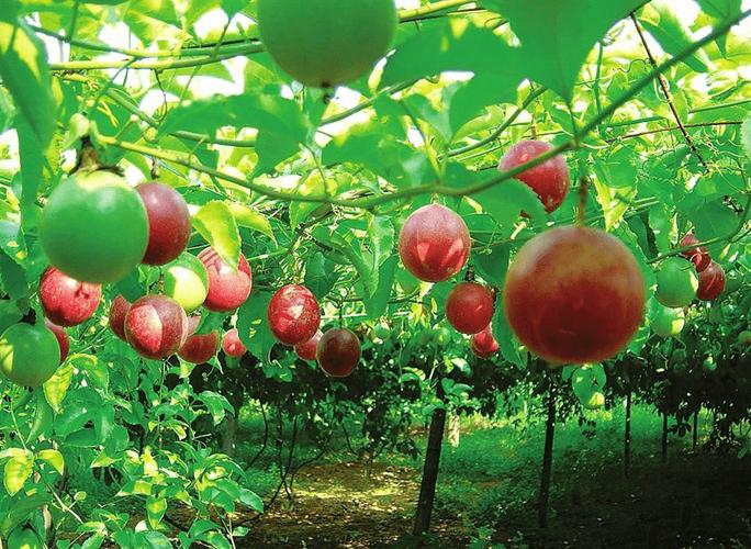 百香果在江西丰城种植会结果吗?江西丰城市室内温度多少合适-图2 百香果在江西丰城种植会结果吗?江西丰城市室内温度多少合适-图2