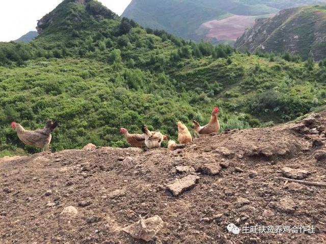 求一个山地放养鸡鸡舍的具体设计图?大连庄河市最大风速是多少-图1 求一个山地放养鸡鸡舍的具体设计图?大连庄河市最大风速是多少-图1