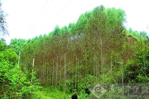 在湖北可以种植桉树吗?赤壁市最冷的是哪一年多少度-图1 在湖北可以种植桉树吗?赤壁市最冷的是哪一年多少度-图1