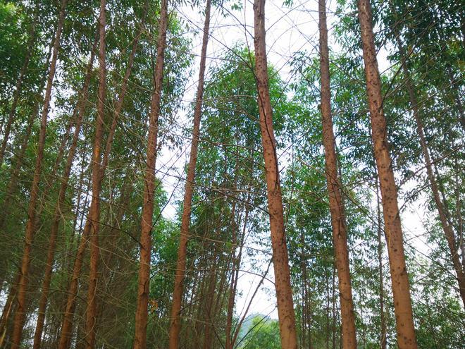 在湖北可以种植桉树吗?赤壁市最冷的是哪一年多少度-图3 在湖北可以种植桉树吗?赤壁市最冷的是哪一年多少度-图3