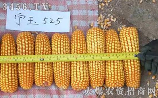 迪卡玉米多少天成熟?c2191积温多少-图1 迪卡玉米多少天成熟?c2191积温多少-图1