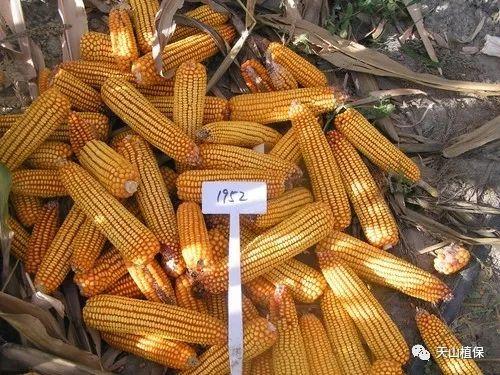 迪卡玉米多少天成熟?c2191积温多少-图3 迪卡玉米多少天成熟?c2191积温多少-图3