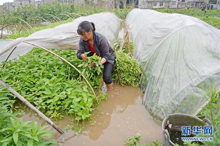 大豆苗被雨水淹了怎样救治?空心菜适合多少度天气预报-图2 大豆苗被雨水淹了怎样救治?空心菜适合多少度天气预报-图2