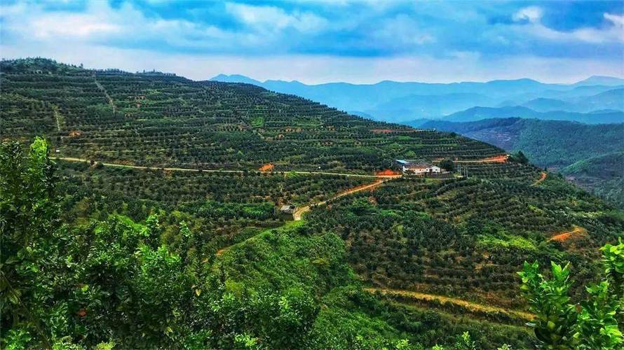 广东梅州属于什么地理气候,适合种植哪些植物?陆河今天温度是多少度-图2 广东梅州属于什么地理气候,适合种植哪些植物?陆河今天温度是多少度-图2