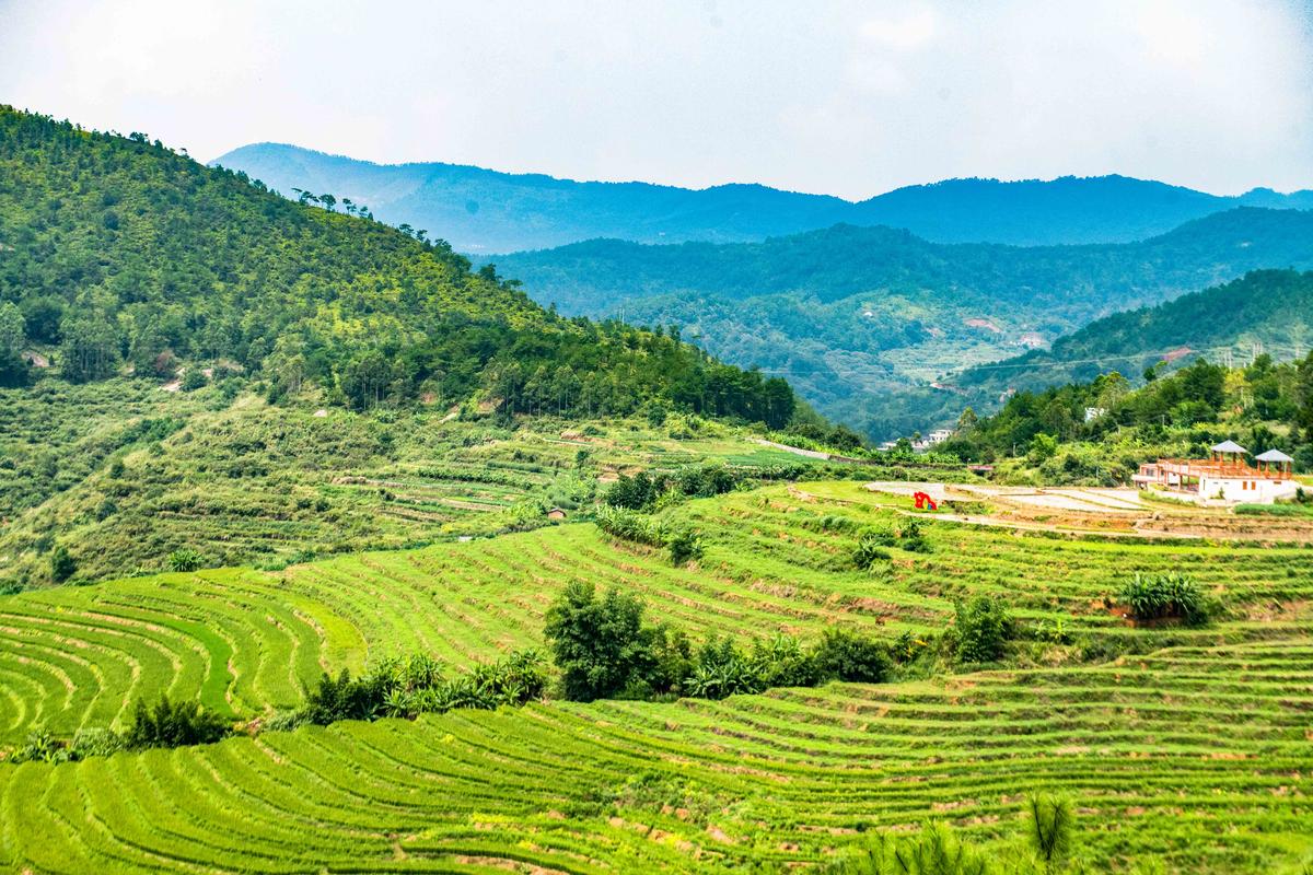 广东梅州属于什么地理气候,适合种植哪些植物?陆河今天温度是多少度-图1 广东梅州属于什么地理气候,适合种植哪些植物?陆河今天温度是多少度-图1