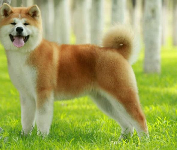 秋田犬什么天气都在外面?秋田犬的适宜温度是多少-图1 秋田犬什么天气都在外面?秋田犬的适宜温度是多少-图1