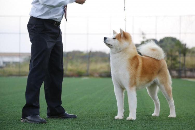 秋田犬什么天气都在外面?秋田犬的适宜温度是多少-图2 秋田犬什么天气都在外面?秋田犬的适宜温度是多少-图2