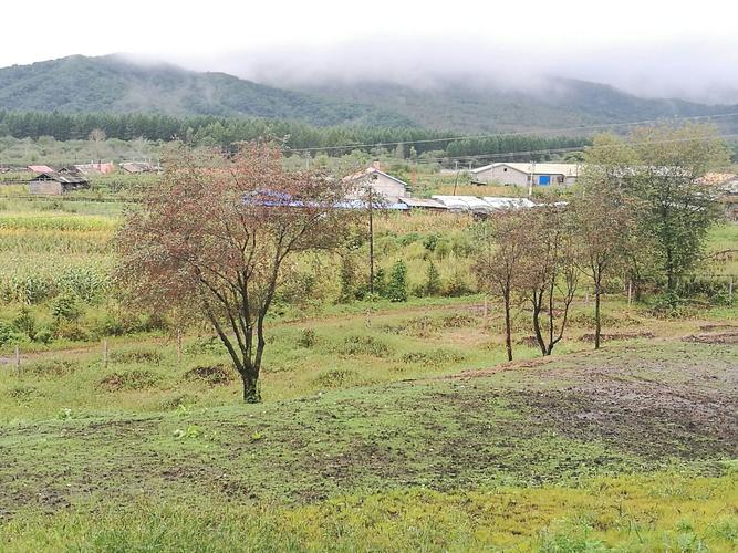 伊春大林场有哪些?翠峦区沟里有多少林场-图1 伊春大林场有哪些?翠峦区沟里有多少林场-图1