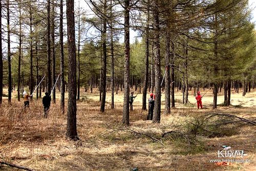 伊春大林场有哪些?翠峦区沟里有多少林场-图2 伊春大林场有哪些?翠峦区沟里有多少林场-图2