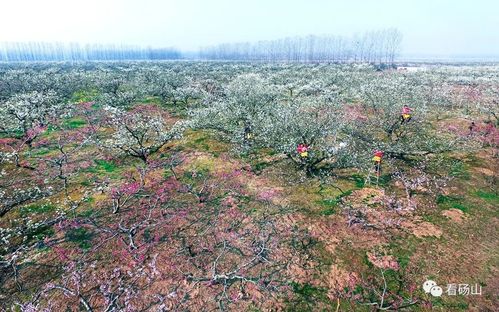 砀山的黄河故道风景怎么样?安徽砀山最冷多少度-图1 砀山的黄河故道风景怎么样?安徽砀山最冷多少度-图1