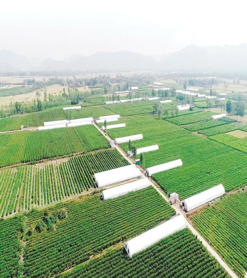 高效特色农业成农民增收法宝?盘山到石新多少公里-图1 高效特色农业成农民增收法宝?盘山到石新多少公里-图1