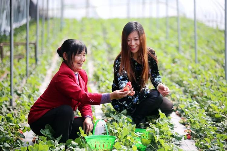 高效特色农业成农民增收法宝?盘山到石新多少公里-图2 高效特色农业成农民增收法宝?盘山到石新多少公里-图2