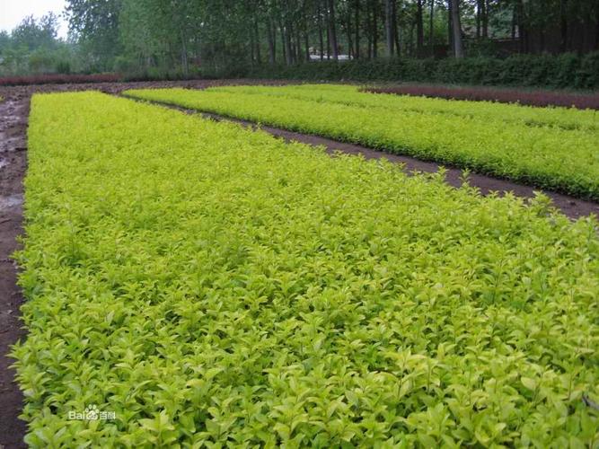 江苏植物耐寒多少度?江苏5月温度多少-图2 江苏植物耐寒多少度?江苏5月温度多少-图2