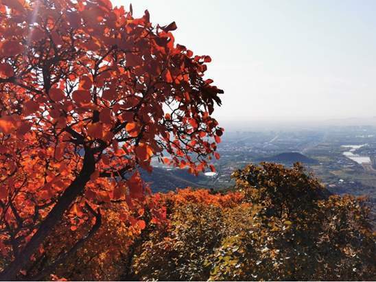 北京蟒山9月初有红叶吗?大兴大兴pm2.5是多少-图1 北京蟒山9月初有红叶吗?大兴大兴pm2.5是多少-图1