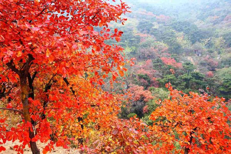 北京蟒山9月初有红叶吗?大兴大兴pm2.5是多少-图2 北京蟒山9月初有红叶吗?大兴大兴pm2.5是多少-图2