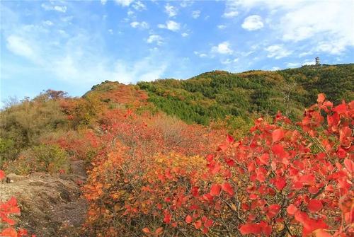 北京蟒山9月初有红叶吗?大兴大兴pm2.5是多少-图3 北京蟒山9月初有红叶吗?大兴大兴pm2.5是多少-图3