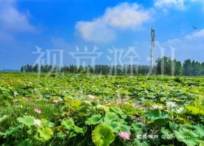 定远荷花哪里好看?定远夏天最热多少度-图1 定远荷花哪里好看?定远夏天最热多少度-图1