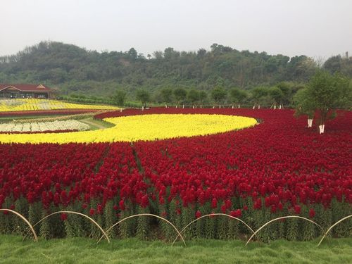 宜宾蜀南花海几月最好?五一宜宾的温度是多少钱-图3 宜宾蜀南花海几月最好?五一宜宾的温度是多少钱-图3