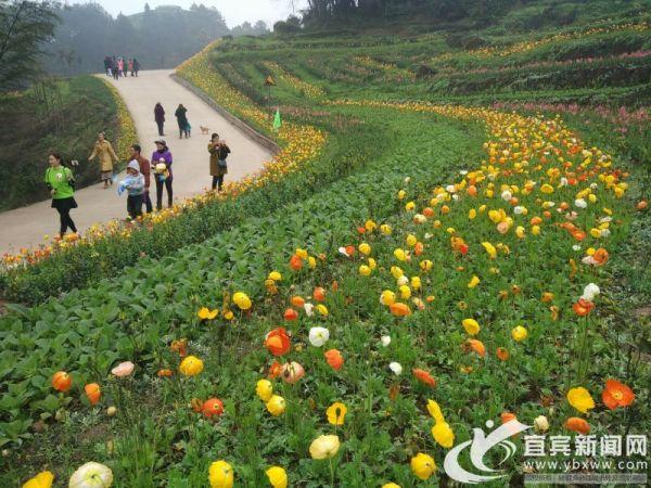 宜宾蜀南花海几月最好?五一宜宾的温度是多少钱-图2 宜宾蜀南花海几月最好?五一宜宾的温度是多少钱-图2