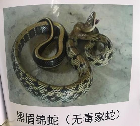 湖南永州为什么蛇那么多?永州夏天温度最高多少-图2 湖南永州为什么蛇那么多?永州夏天温度最高多少-图2