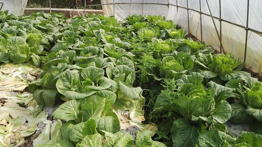 河北农村几月份种菜邯郸现在地温多少-图2 河北农村几月份种菜邯郸现在地温多少-图2