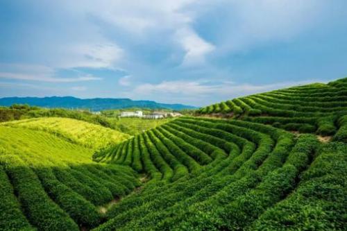 关于清茶的古诗词?长兴县天气压多少-图3 关于清茶的古诗词?长兴县天气压多少-图3