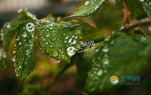 中国哪些地方有黄梅季节？2017入梅多少天-图2