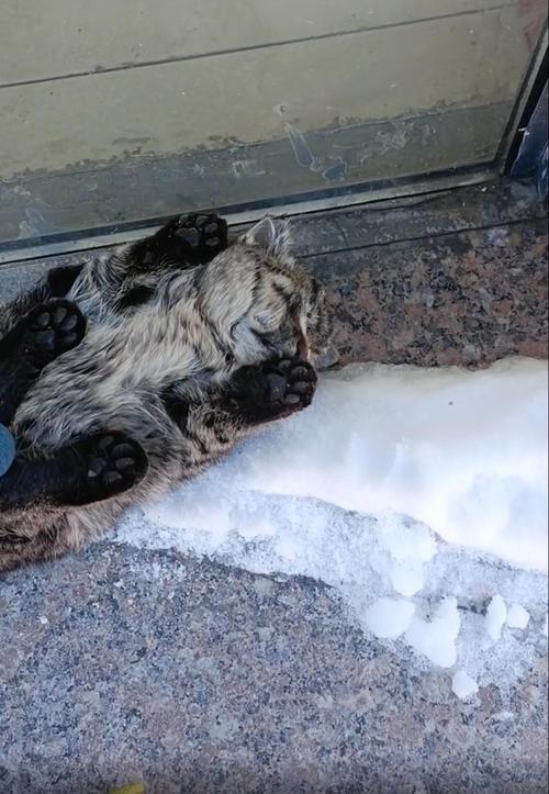 4、5个月大的小猫咪在零下20多度的气温下会被冻死吗?东北5月份温度是多少度-图1 4、5个月大的小猫咪在零下20多度的气温下会被冻死吗?东北5月份温度是多少度-图1